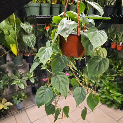 6" Philodendron Cordatum HB - Not Pet Friendly - Pick Your Plant Option - Live Indoor Plant (Copy)