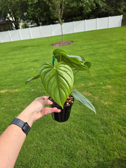 4" Philodendron sp Columbia - Not Pet Friendly - Pick Your Plant Option - Live Indoor Plant