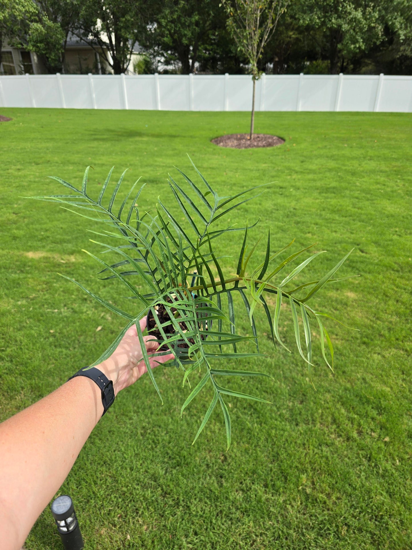 4" Philodendron Tortum - Not Pet Friendly - Pick Your Plant Option - Live Indoor Plant