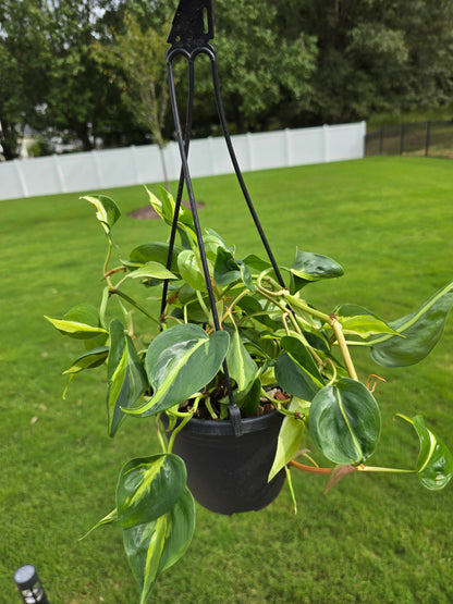 6" Philodendron hederaceum Cream Splash Hanging Basket - Not Pet Friendly - Pick Your Plant Option - Live Indoor Plant