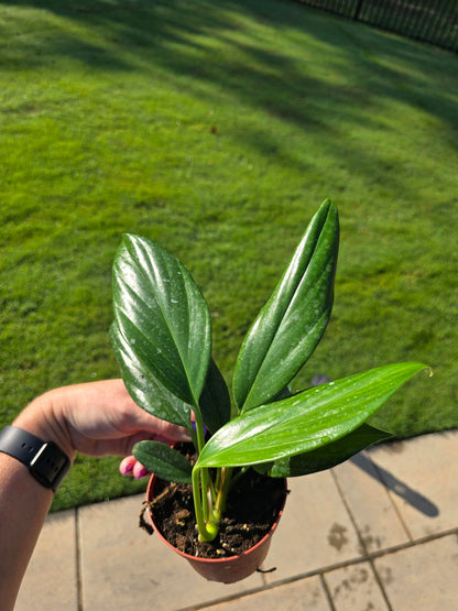 4" Philodendron Dragon Tail - Not Pet Friendly - Pick Your Plant Option - Live Indoor Plant