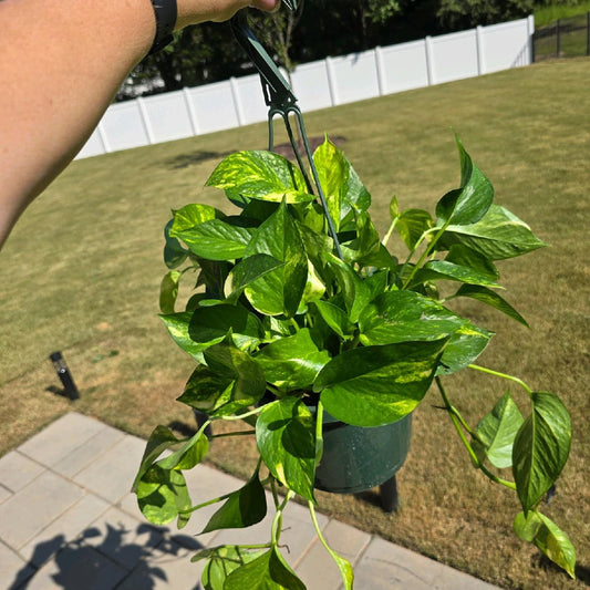 8" Golden Pothos - Not Pet Friendly - Pick Your Plant Option - Live Indoor Plant