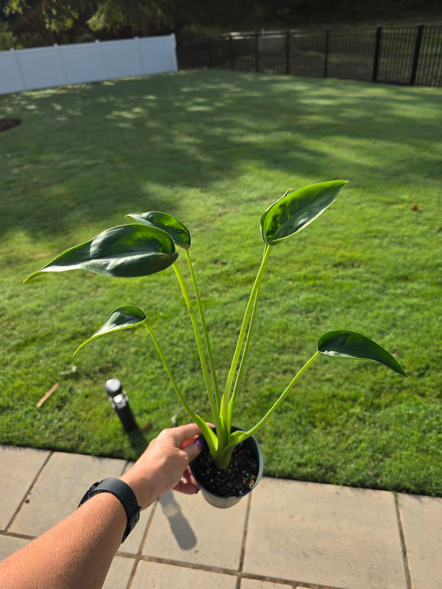 4" Alocasia Tiny Dancer - Not Pet Friendly - Pick Your Plant Option - Live Indoor Plant