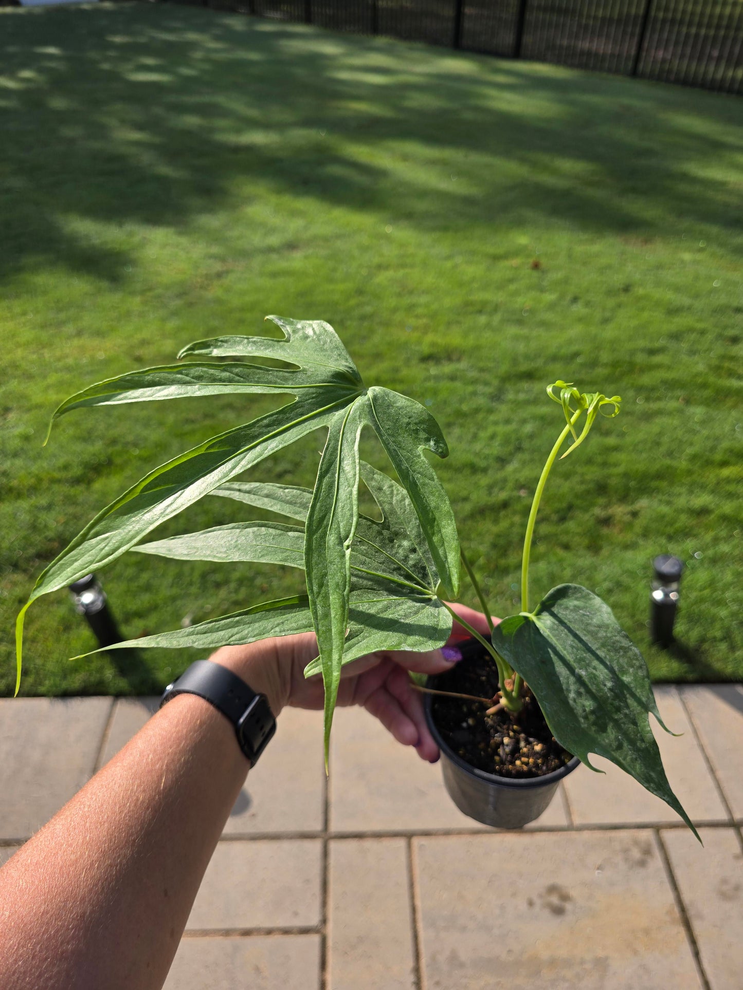 4" Anthurium Fingers - Not Pet Friendly - Pick Your Plant Option - Live Indoor Plant