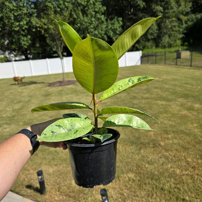 6" Ficus Shivereana Moonshine - Not Pet Friendly - Pick Your Plant Option - Live Indoor Plant