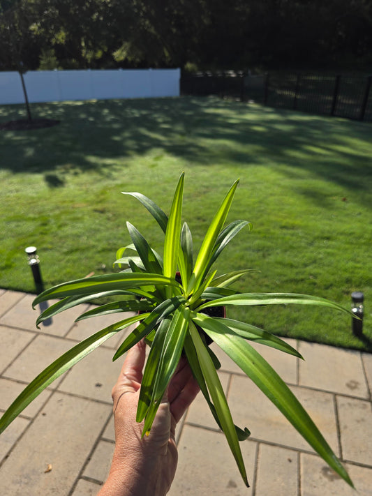 4" Spider Plant Hawaiian - Pet Friendly - Pick Your Plant Option - Live Indoor Plant