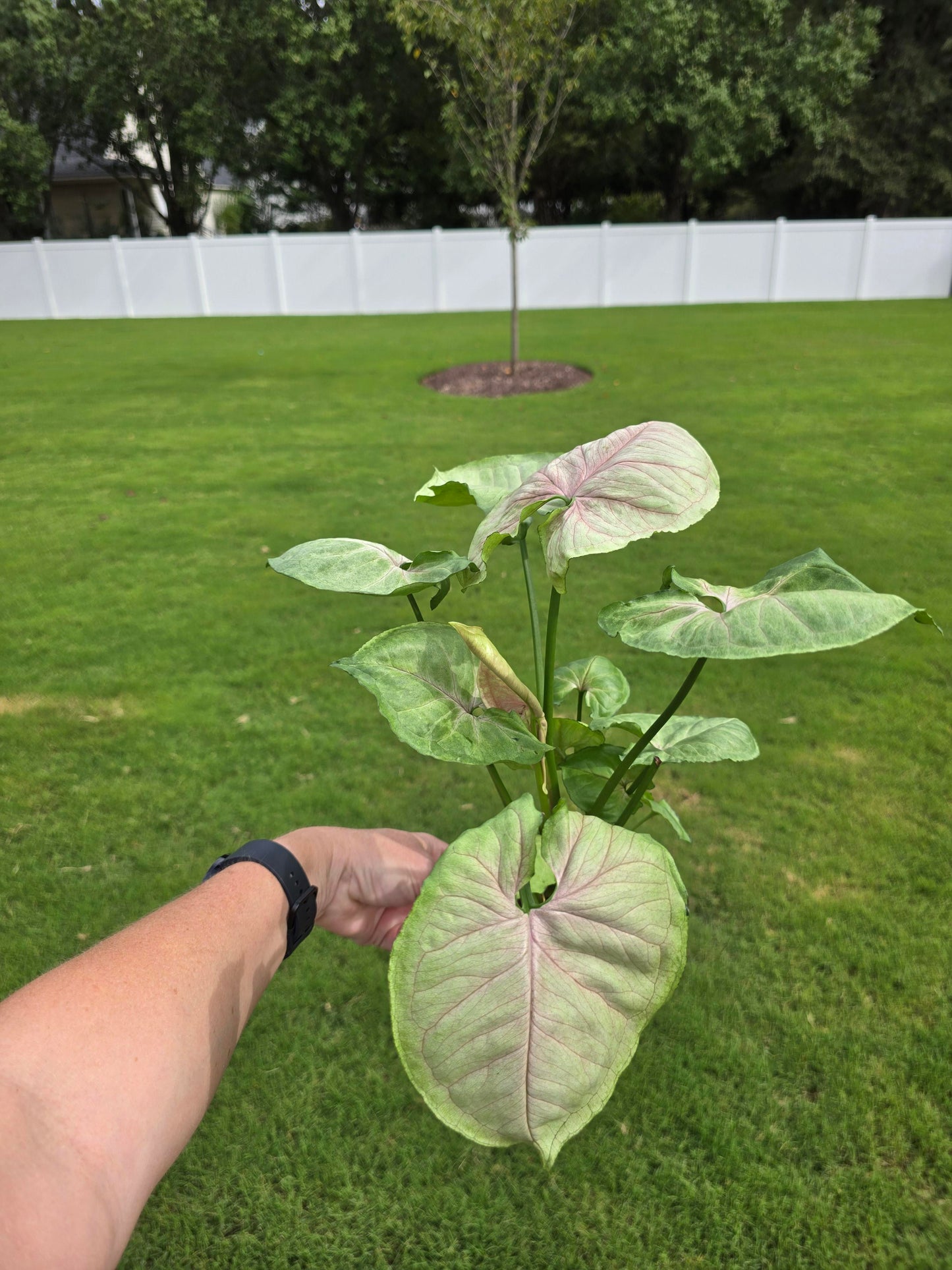 4" Syngonium Podophyllum Mango Allusion - Not Pet Friendly - Exact Plant  - Live Indoor Plant