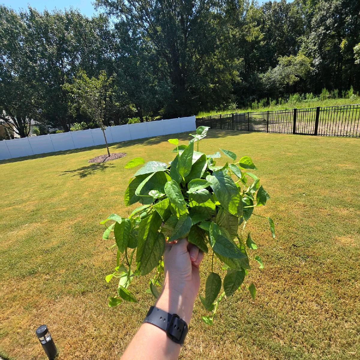 6" Cebu Blue Epipremnum Pinnatum - Not Pet Friendly - Pick Your Plant Option - Live Indoor Plants