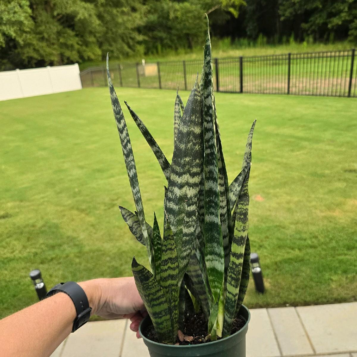 6" Snake Plant Zeylanica Wintergreen - Sansevieria - Not Pet Friendly - Pick Your Plant Option - Live Indoor Plant