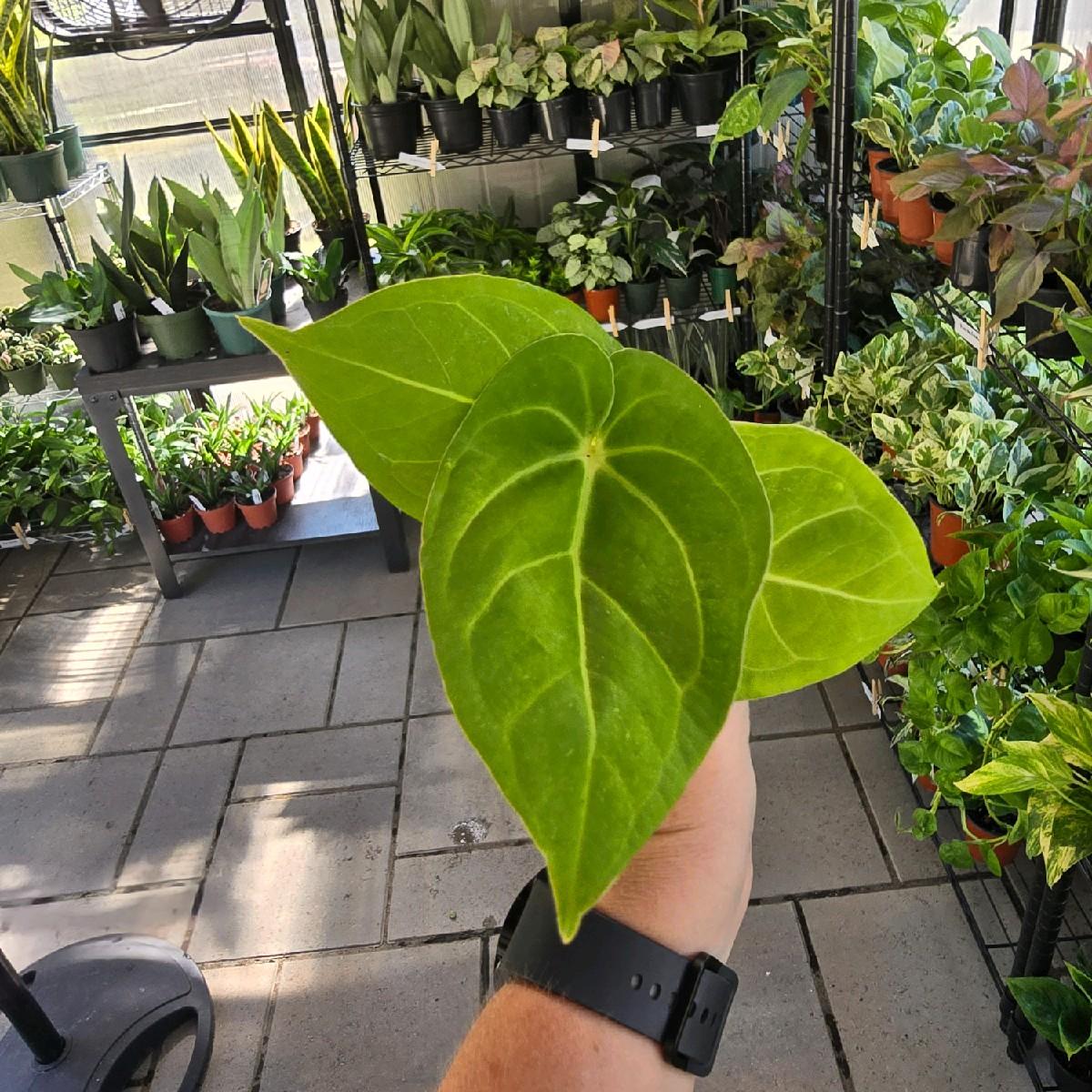 4" Anthurium Forgetii hybrid - Not Pet Friendly - Pick Your Plant Option - Live Indoor Plant