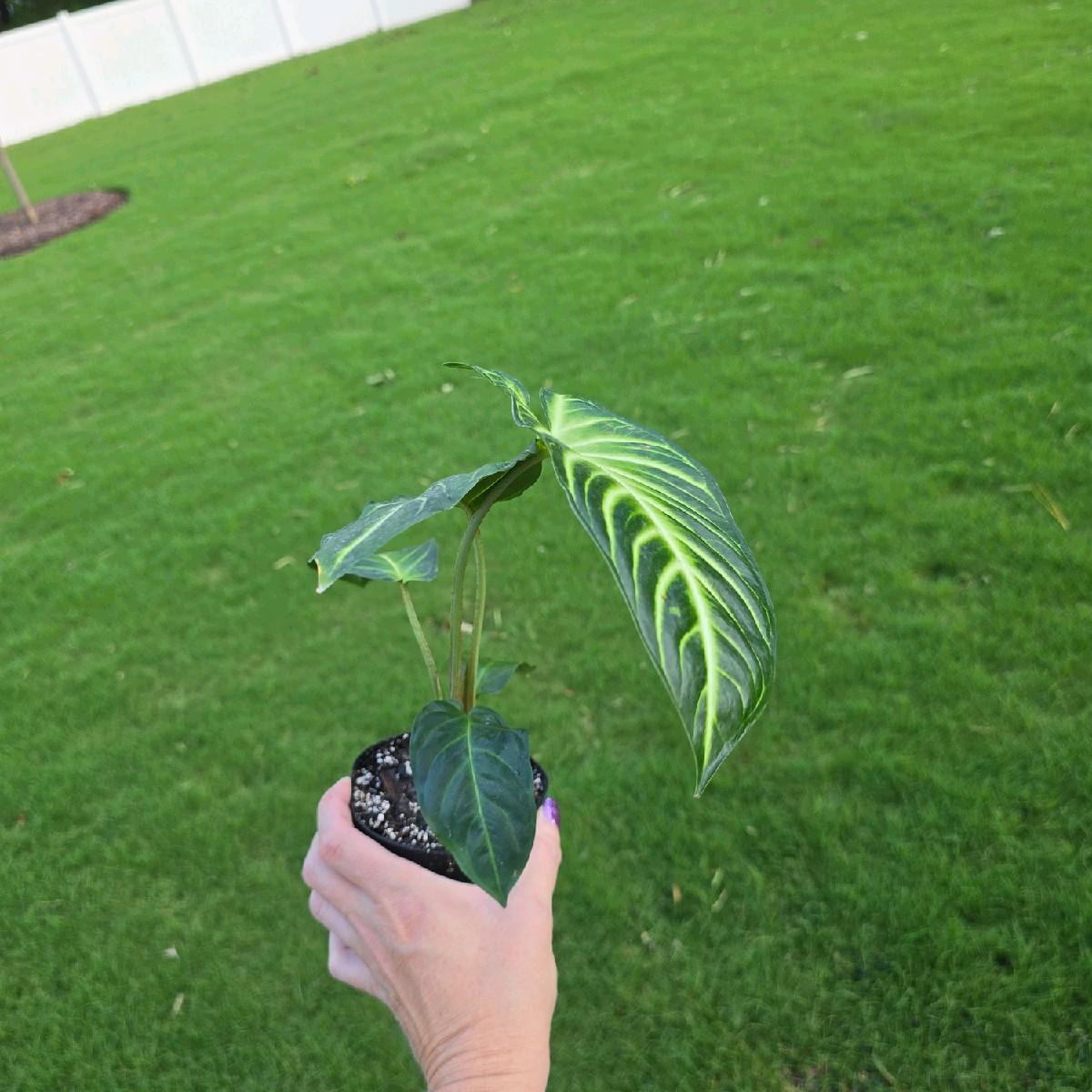 4" Xanthosoma lindenii Magnificum - Not Pet Friendly - Pick Your Plant Option - Live Indoor Plant