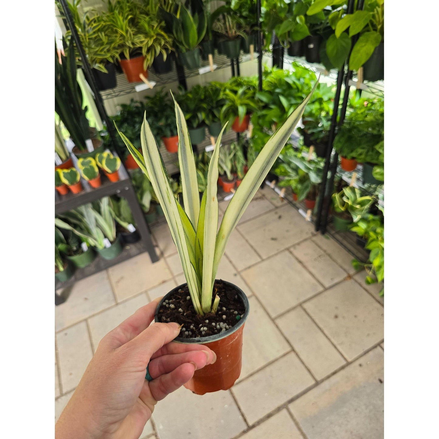 4" Snake Plant Bantel's Sensation - Snake Plant - Not Pet Friendly - Pick Your Plant Option - Live Indoor Plant