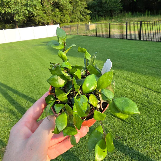 4" Hoya Krohniana Black - Pet Friendly - Pick Your Plant Option - Live Indoor Plant