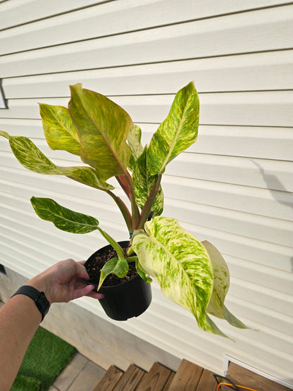 6" Philodendron Orange Marmalade - Not Pet Friendly - Pick Your Plant Option - Indoor Plant