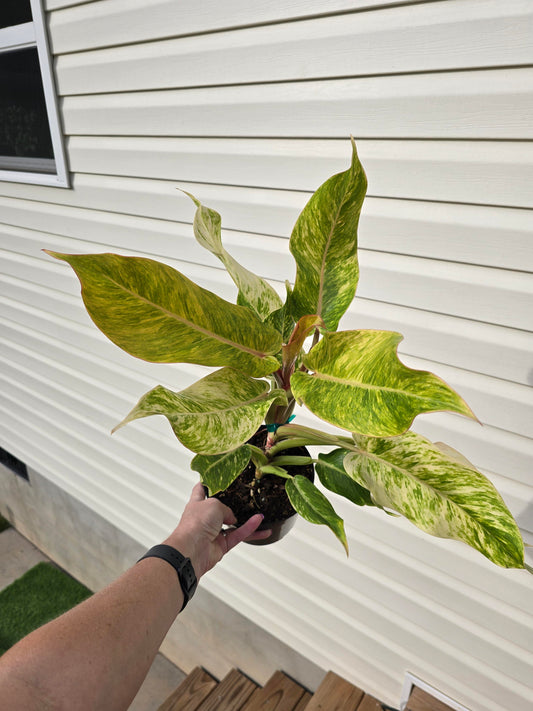 6" Philodendron Orange Marmalade - Not Pet Friendly - Pick Your Plant Option - Indoor Plant