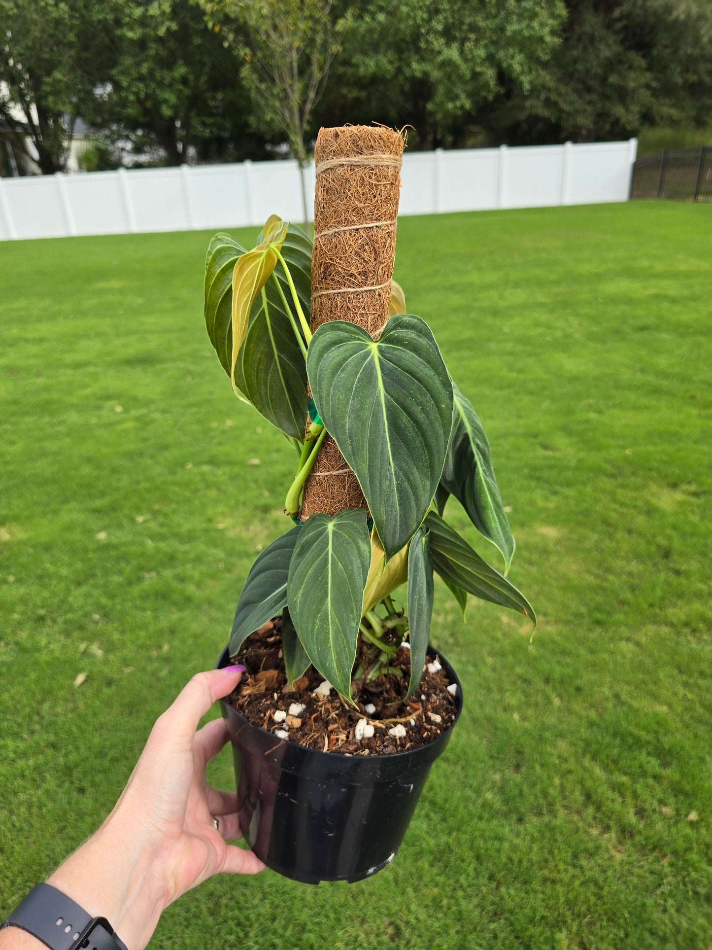 6" Philodendron Melanochrysum with Coco Coir Pole - Not Pet Friendly - Pick Your Plant Option - Live Indoor Plant