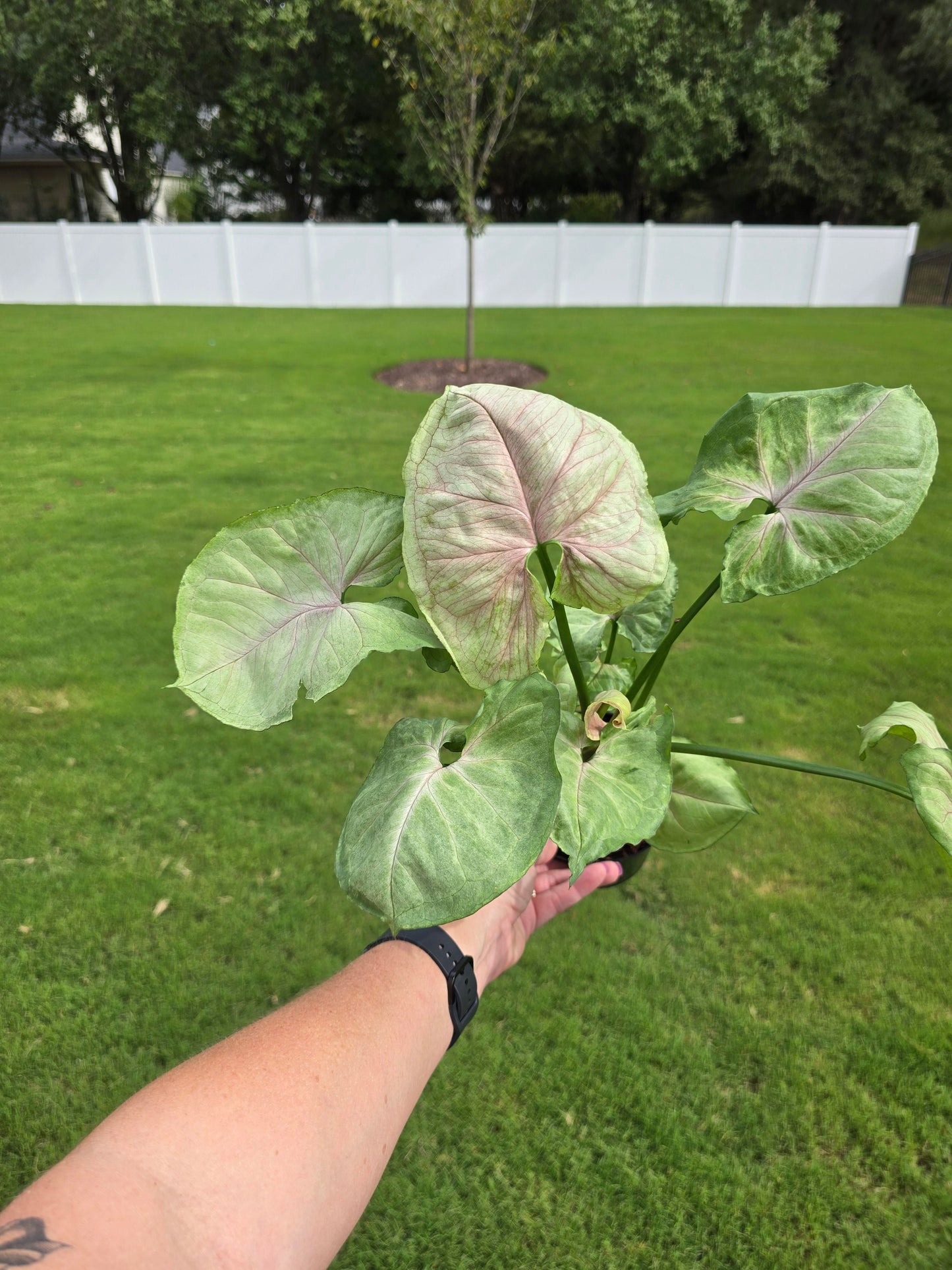 4" Syngonium Podophyllum Mango Allusion - Not Pet Friendly - Exact Plant  - Live Indoor Plant