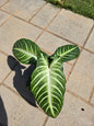 6" Xanthosoma lindenii Magnificum - Not Pet Friendly - Pick Your Plant Option - Live Indoor Plant