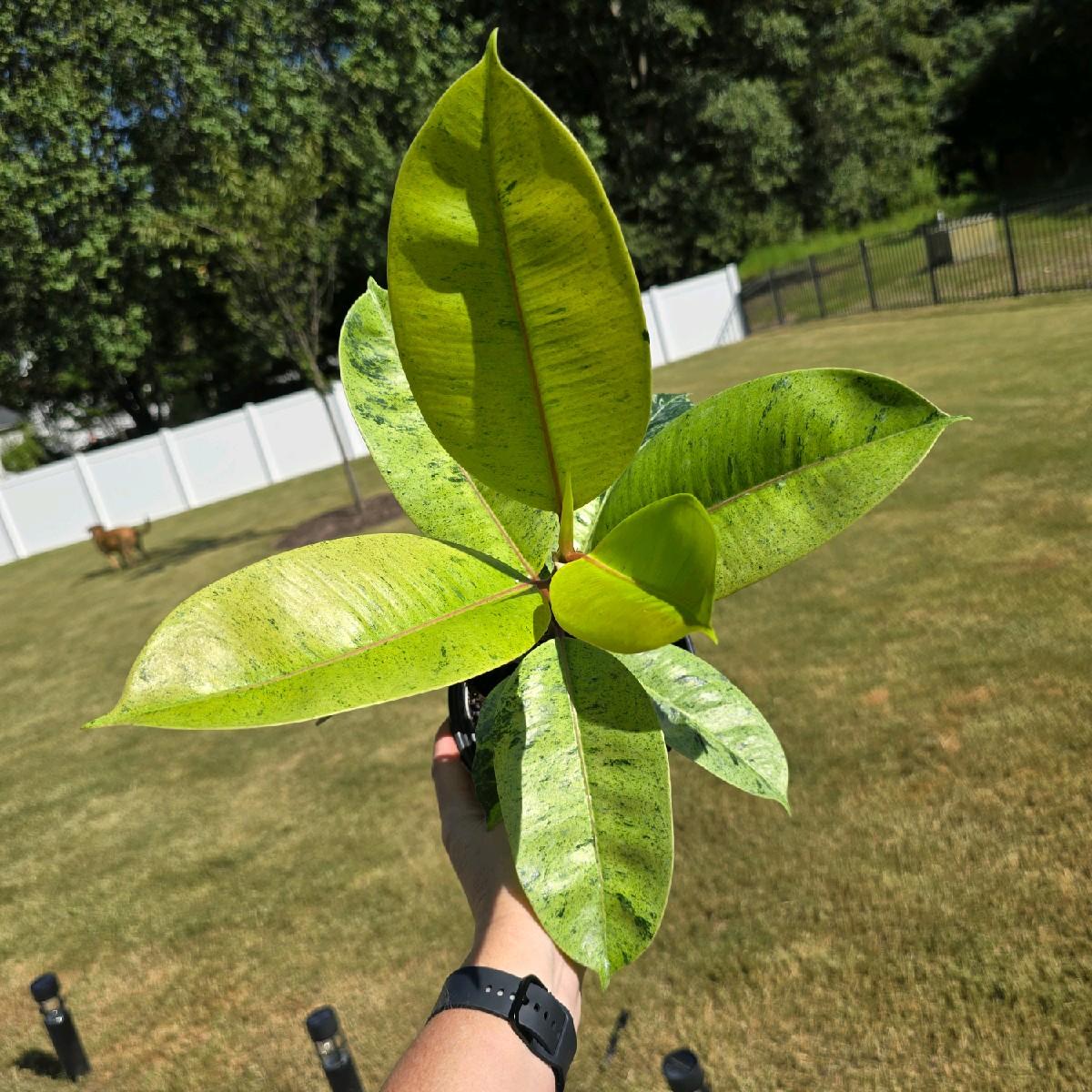 6" Ficus Shivereana Moonshine - Not Pet Friendly - Pick Your Plant Option - Live Indoor Plant