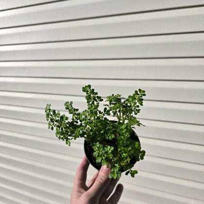 BOGO 4" Pilea Microphylla (Artillery Plant) - Pet Friendly - Pick Your Plant Option - Live Indoor Plant