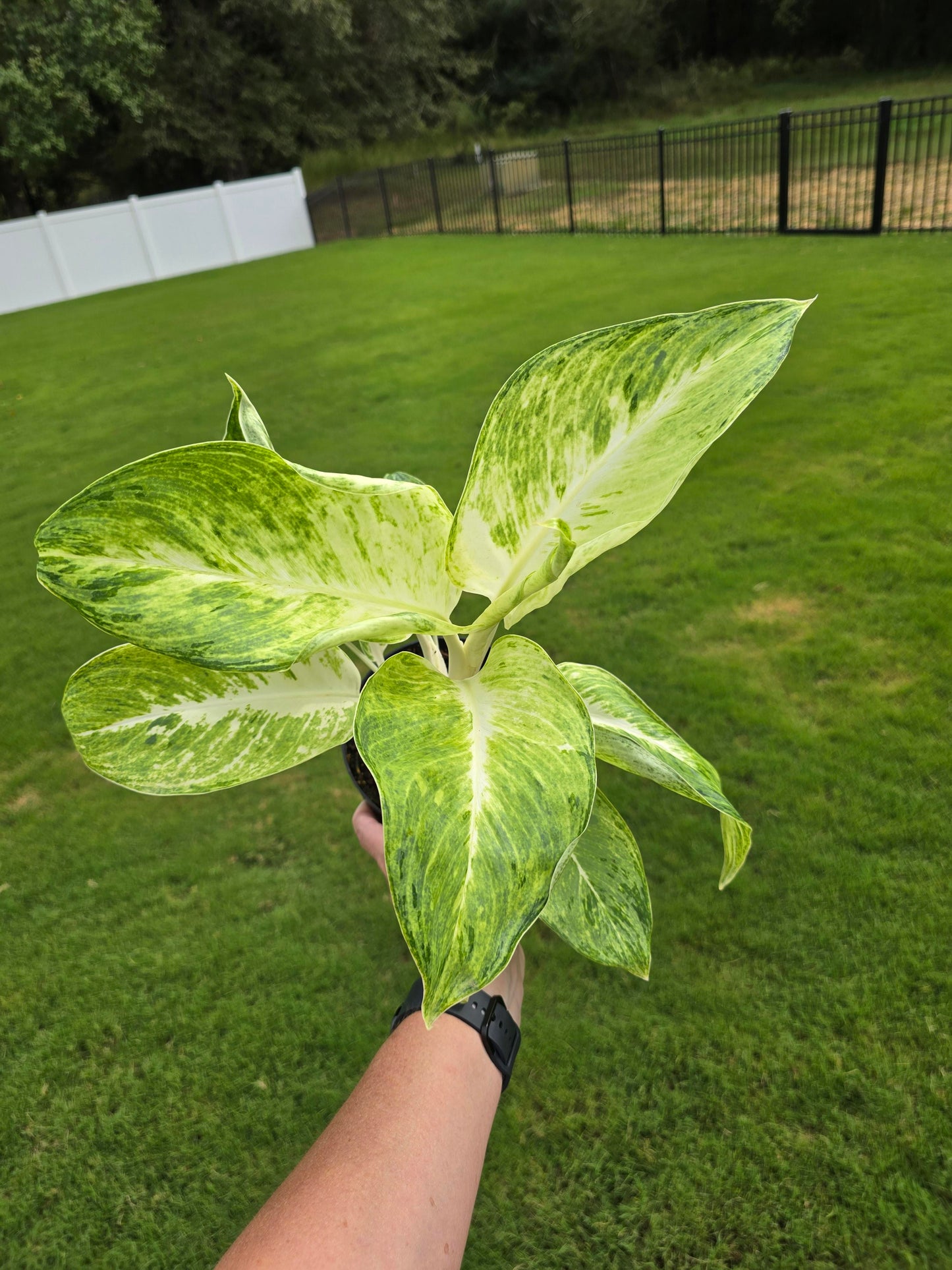 6" Aglaonema Sundrop - Not Pet Friendly - Pick Your Plant Option - Live Indoor Plant