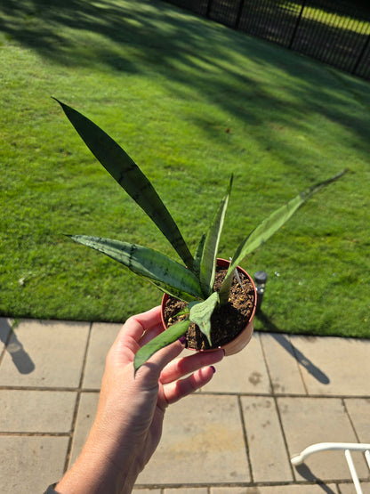 4” Sansevieria Silver Princess - Snake Plant - Not Pet Friendly - Pick Your Plant Option - Live Indoor Plant