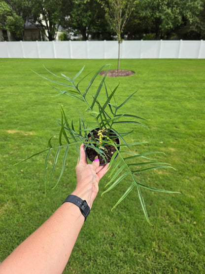 4" Philodendron Tortum - Not Pet Friendly - Pick Your Plant Option - Live Indoor Plant