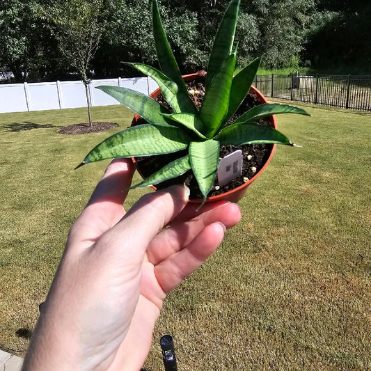 4" Snake Plant Lilliput - Snake Plant - Not Pet Friendly - Pick Your Plant Option - Live Indoor Plant