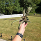 4" Bromeliad Cryptanthus Bivittatus - Pet Friendly - Pick Your Plant Option - Live Indoor Plant