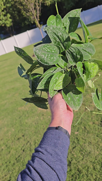 6" Scindapsus Silver Ann - Not Pet Friendly - Pick Your Plant Option - Live Indoor Plant