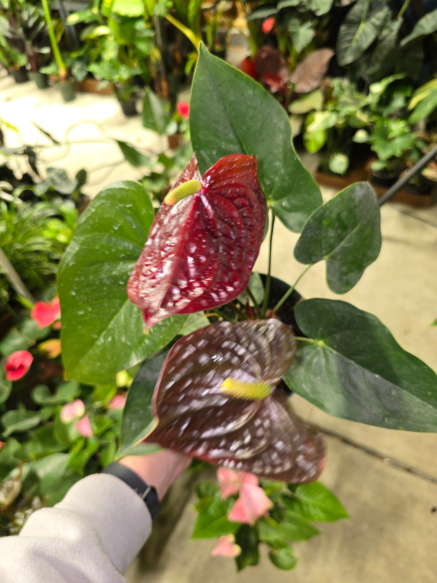 6" Anthurium 'Sempre' Brown - Not Pet Friendly - Pick Your Plant Option - Live Indoor Plant