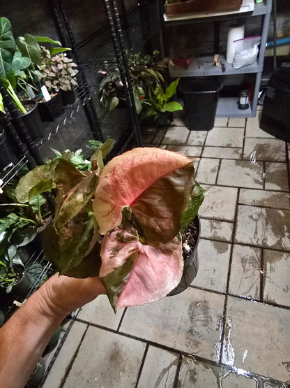 4" Syngonium Strawberry Ice - Not Pet Friendly - Pick Your Plant Option - Live Indoor Plant