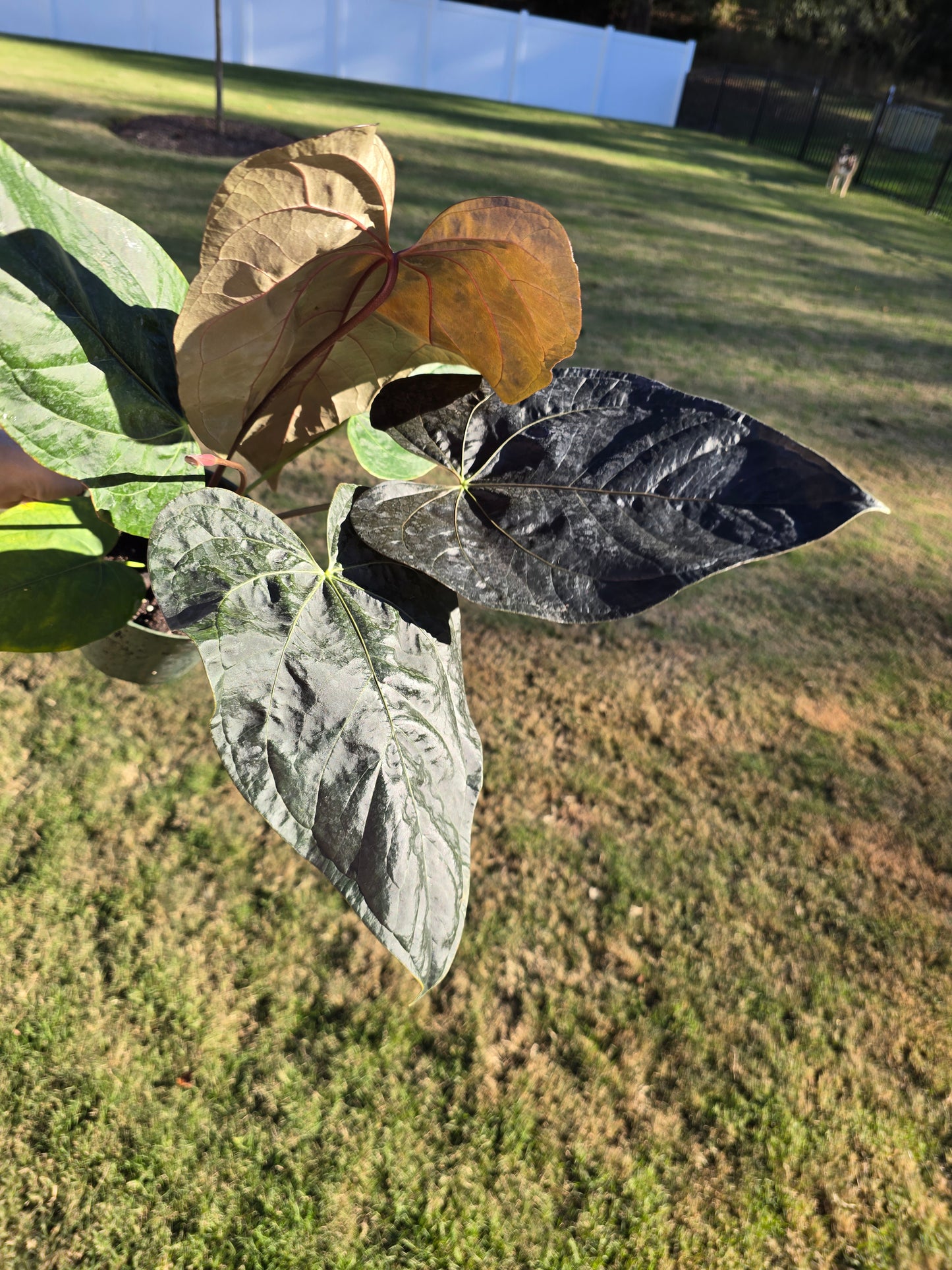 6" Anthurium Queen of Hearts - Not Pet Friendly - Pick Your Plant Option - Live Indoor Plant