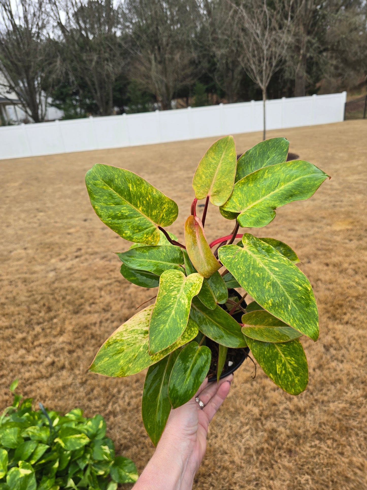 Philodendron Painted Lady 6" - Not Pet Friendly - Pick Your Plant Option - Live Indoor Plant