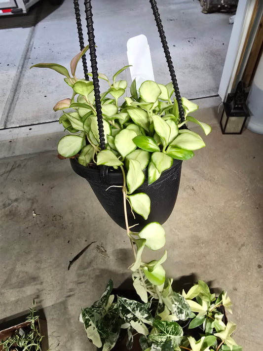 4" Hoya Heuschkeliana Variegated Hanging Basket - Pet Friendly - Pick Your Plant Option - Live Indoor Plant