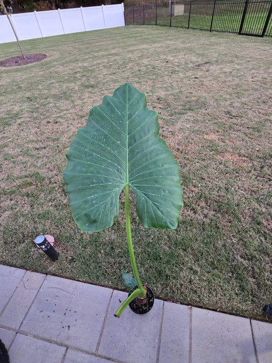 6" Alocasia Macrorrhiza Borneo Giant - Not Pet Friendly - Pick Your Plant Option - Live Indoor Plant