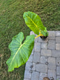 6" Alocasia Macrorrhiza Lutea - Not Pet Friendly - Pick Your Plant Option - Live Indoor Plant