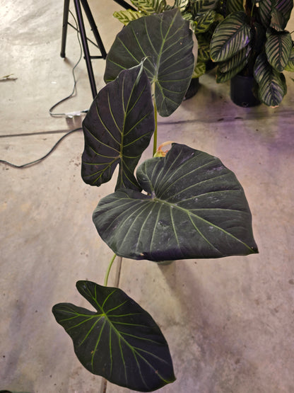 6" Alocasia Regal Shield TALL - Not Pet Friendly - Pick Your Plant Option - Live Indoor Plant