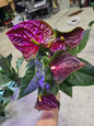 6" Anthurium Aramon - Not Pet Friendly - Pick Your Plant Option - Live Indoor Plant