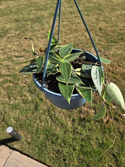 8" Hoya Macrophylla Hanging Basket - Pet Friendly - Pick Your Plant Option - Live Indoor Plant