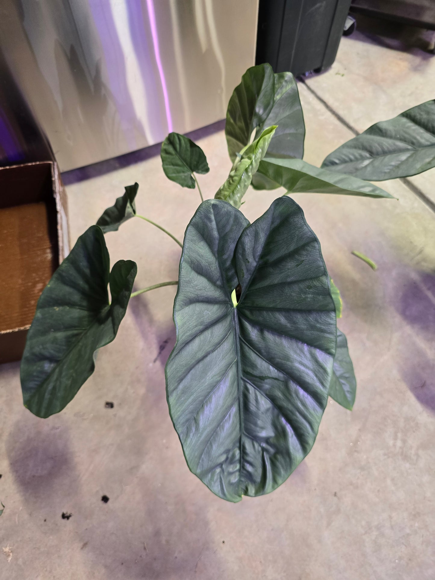 6" Alocasia Corazon - Not Pet Friendly - Pick Your Plant Option - Live Indoor Plant