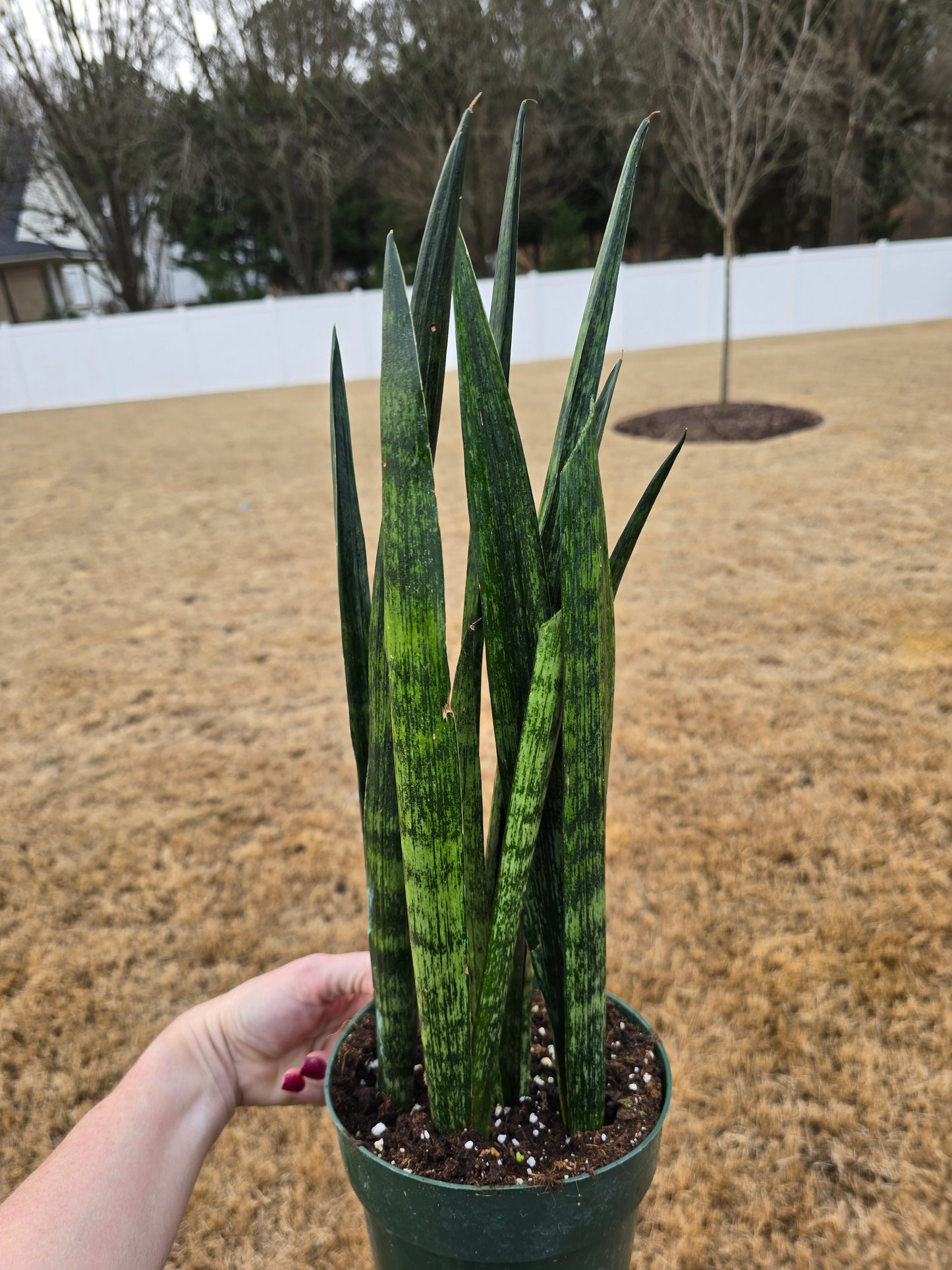 Sansevieria Snakeskin 6" - Not Pet Friendly - Pick Your Plant Option - Live Indoor Plant