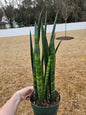 Sansevieria Snakeskin 6" - Not Pet Friendly - Pick Your Plant Option - Live Indoor Plant