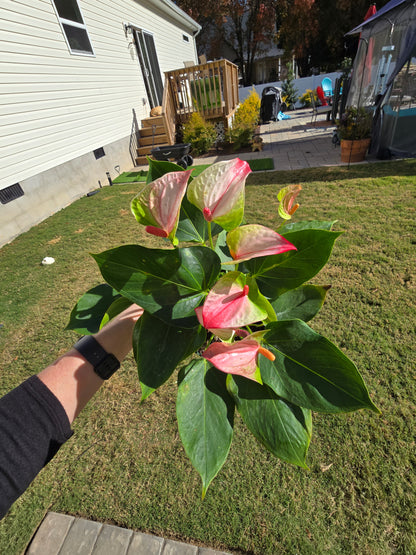 6" Anthurium Mystique - Not Pet Friendly - Pick Your Plant Option - Live Indoor Plant