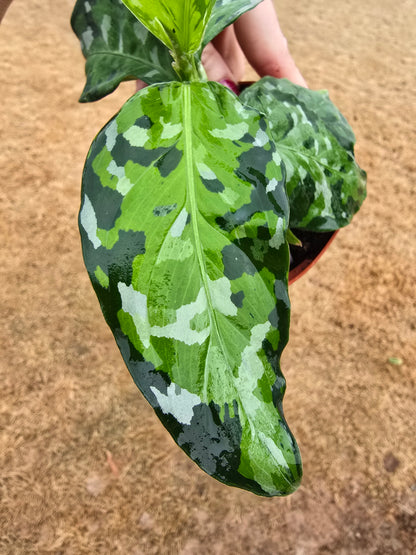 Aglaonema Pictum Tricolor 4"  - Not Pet Friendly - Pick Your Plant Option - Live Indoor Plant