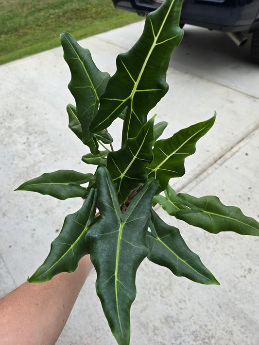 6" Alocasia Sarian (Frydek x Watsoniana) - Not Pet Friendly - Pick Your Plant Option - Live Indoor Plant