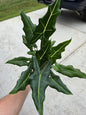 6" Alocasia Sarian (Frydek x Watsoniana) - Not Pet Friendly - Pick Your Plant Option - Live Indoor Plant