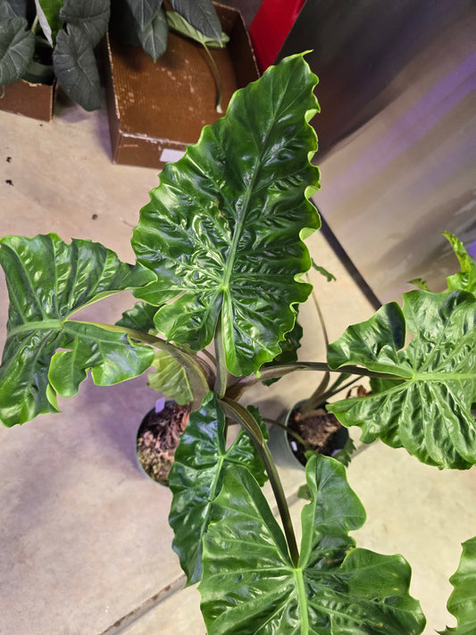 6" Alocasia Low Rider - Not Pet Friendly - Pick Your Plant Option - Live Indoor Plant