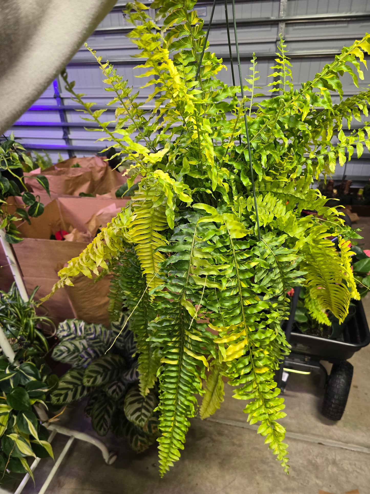 8" Tiger Stripe Boston Fern Hanging Basket - Pet Friendly - Pick Your Plant Option - Live Indoor Plant