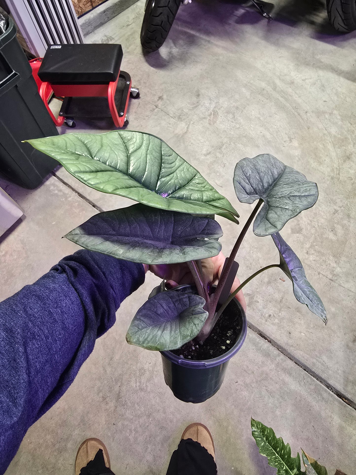 4" Alocasia Platinum - Not Pet Friendly - Pick Your Plant Option - Live Indoor Plant